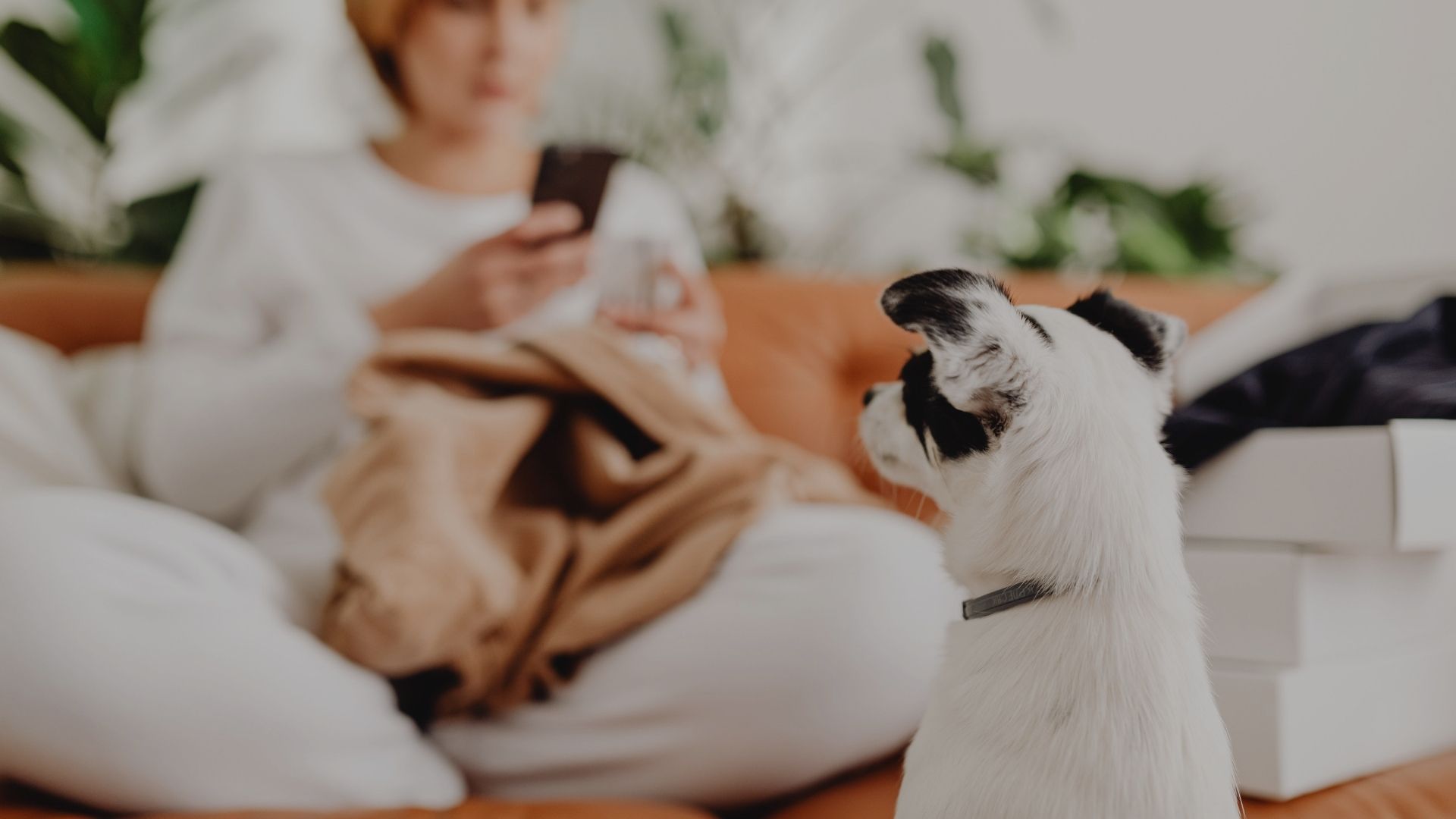 Dog in the foreground looks toward a person on a sofa who is using a phone, with a cozy blanket nearby in a living room.